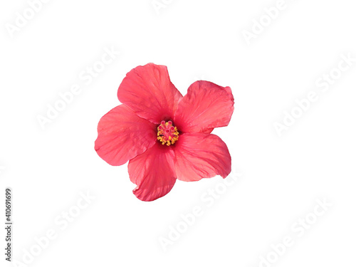 Beautiful red hibiscus flower isolated on white background close-up. The photo can be used as a banner for advertising. There is room for text. 