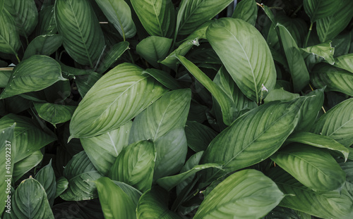 Natural background of green leaves