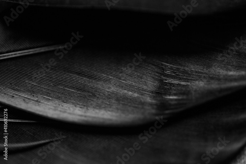 Close up detail of a black feather