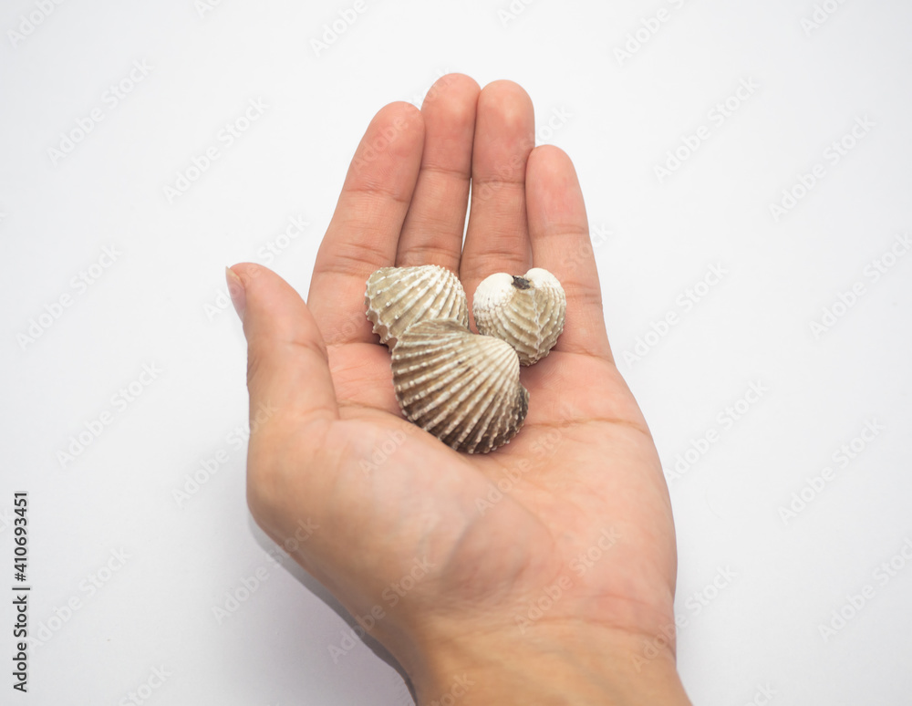Thai cockles placed in hand on a white background. Thai cockles placed in hand on a white background.