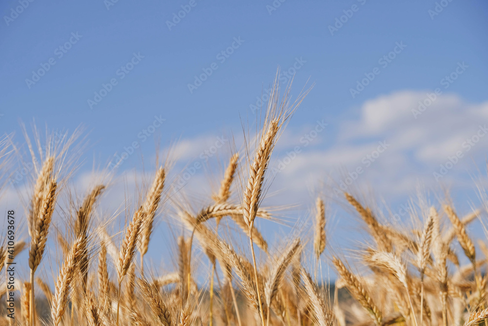 Rye field in a hot summer day, close up. Space for text. Natural summery background. Rye field in a hot summer day, close up. Space for text. Natural summery background.