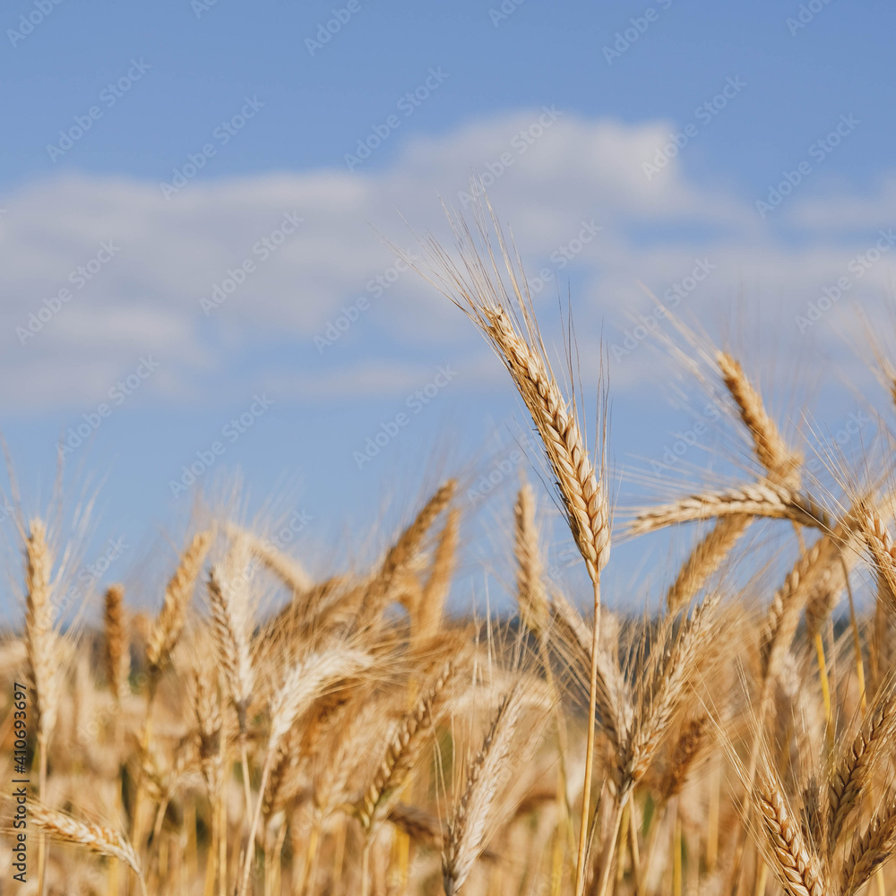 Rye field in a hot summer day, close up. Space for text. Natural summery background.