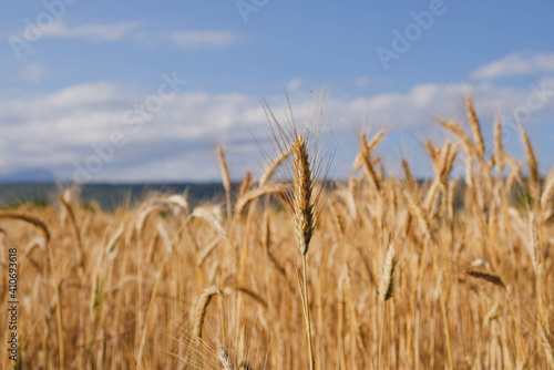 Rye field in a hot summer day  close up. Space for text. Natural summery background.