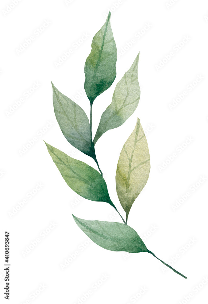 Realistic botanical watercolor foliage. Hand drawn watercolor illustrations