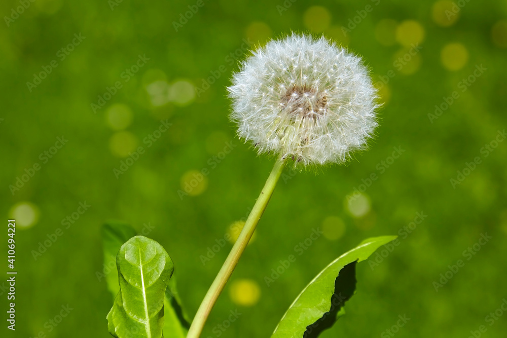 Beautiful close up of a dandelion in spring. Beautiful close up of a dandelion in spring.
