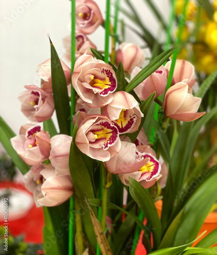 Bilde på lerret blooming cymbidium (boat orchids) in the nursery