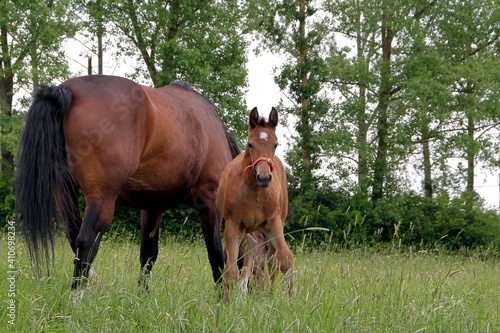 Ein braunes Pferd mit Fohlen auf der Weide. Gerthausen  Rhoen  Meiningen  Thuringen  Deutschland  Europ A brown horse with foal on the pasture. Gerthausen  Rhoen  Meiningen  Thuringia  Germany  Europe