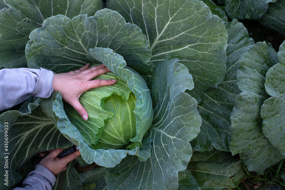 Closeup of female hands that harvest a green fresh cabbage maturing heads growing in the farm field Closeup of female hands that harvest a green fresh cabbage maturing heads growing in the farm field