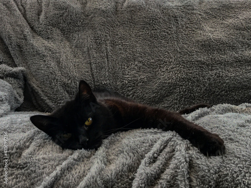 Black cat on fluffy blanket