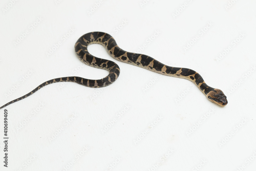 Common pufffaced water snake (Homalopsis buccata), banded water snake