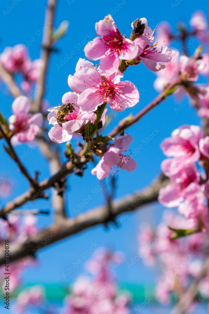 Peach blossom on the tree. closeup of peach pink flowers in bloom isolated against blue sky background with copy space. delicate pink flower on a branch against the blue sky Peach blossom on the tree. closeup of peach pink flowers in bloom isolated against blue sky background with copy space. delicate pink flower on a branch against the blue sky