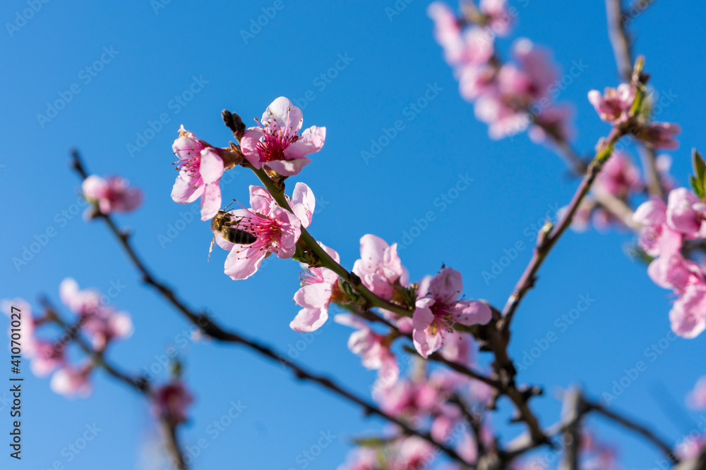 Buds and flowers on the branches of peach. Flowering tree in early spring. Pink flowers on a fruit tree against a blue sky. closeup of peach pink flowers in bloom