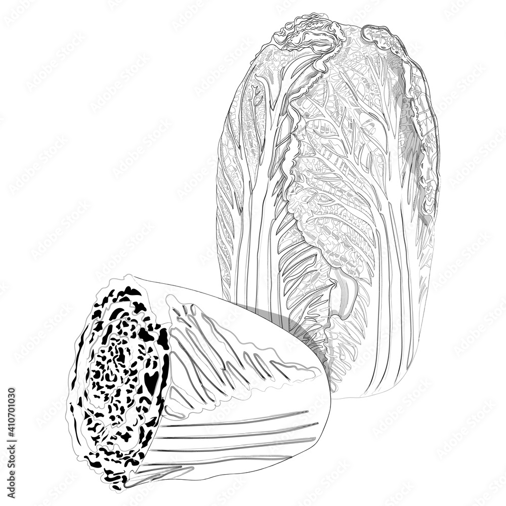 Hand drawn Chinese cabbage set. Chinese salad set. Peking cabbage set. Whole and half Chinese cabbage. Hand drawn vegetables. Fresh organic and healthy, diet and vegetarian food. Vector illustration. Hand drawn Chinese cabbage set. Chinese salad set. Peking cabbage set. Whole and half Chinese cabbage. Hand drawn vegetables. Fresh organic and healthy, diet and vegetarian food. Vector illustration.