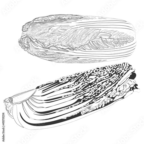 Hand drawn Chinese cabbage set. Chinese salad set. Peking cabbage set. Whole and quarter Chinese cabbage. Hand drawn vegetables. Fresh organic and healthy, vegetarian food. Vector illustration