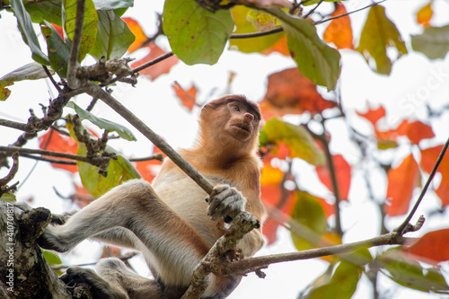 A female proboscis monkey in Bako National Park on Borneo  Malaysia
