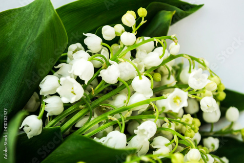 Lily of the valley is a species of herbaceous, perennial plant. It is also called May bells, Our Lady's tears, and Mary's tears. photo