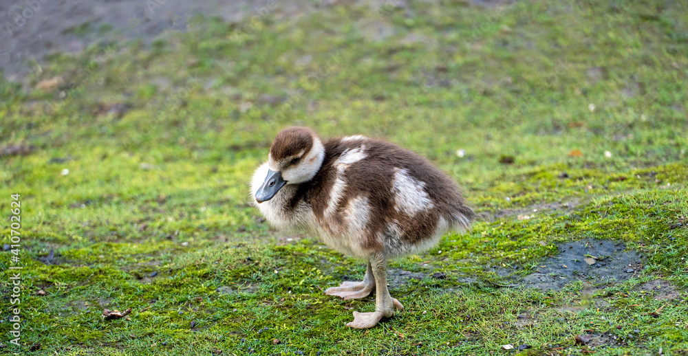 Küken der Nilgans auf Futtersuche Küken der Nilgans auf Futtersuche