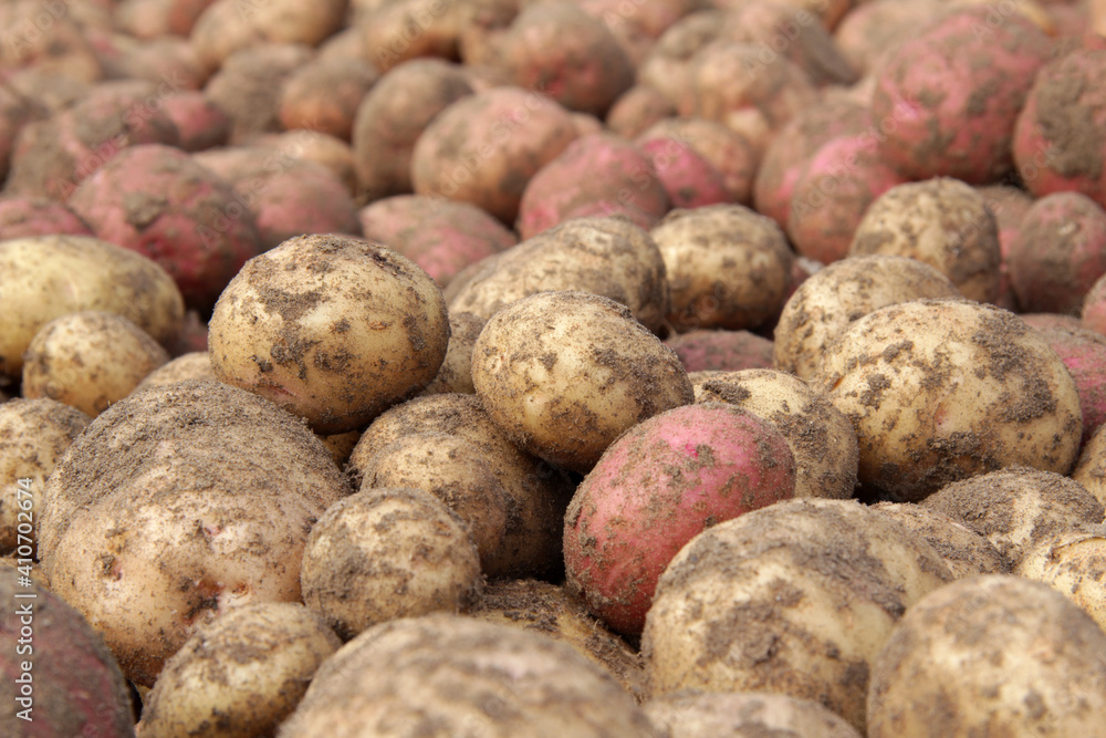 Crop of fresh potatoes close-up. Texture of vegetable white and pink new potatoes. The concept of agriculture.Natural and healthy eco-food for humans. Crop of fresh potatoes close-up. Texture of vegetable white and pink new potatoes. The concept of agriculture.Natural and healthy eco-food for humans.