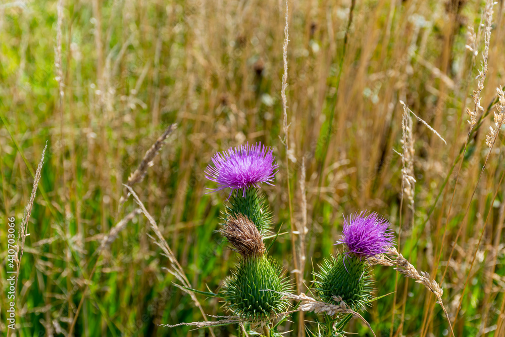 thistle flowers thistle flowers
