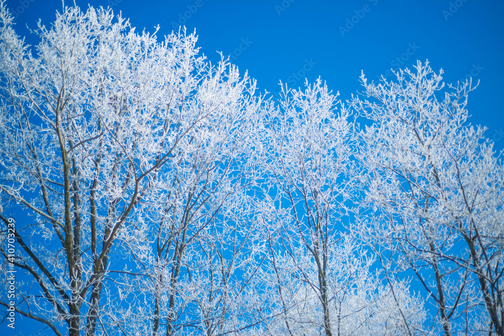 Winter. White. Snow. Cold. Ice. Blue sky. Postcard. 24 Winter. White. Snow. Cold. Ice. Blue sky. Postcard. 24