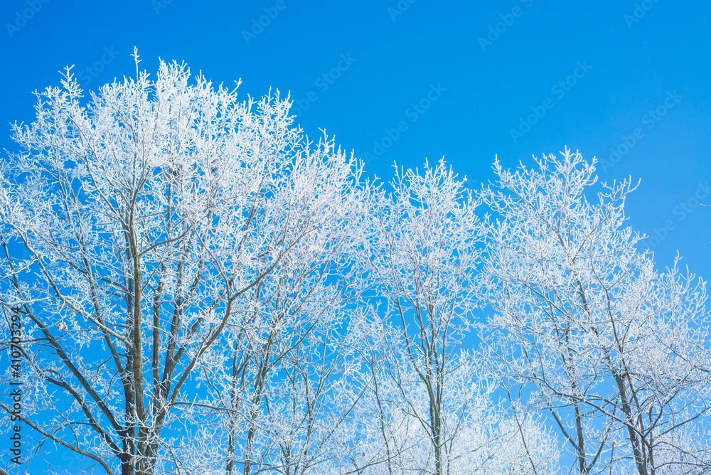 Winter. White. Snow. Cold. Ice. Blue sky. Postcard. 21