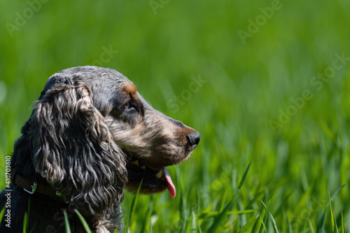 show cocker spaniel 