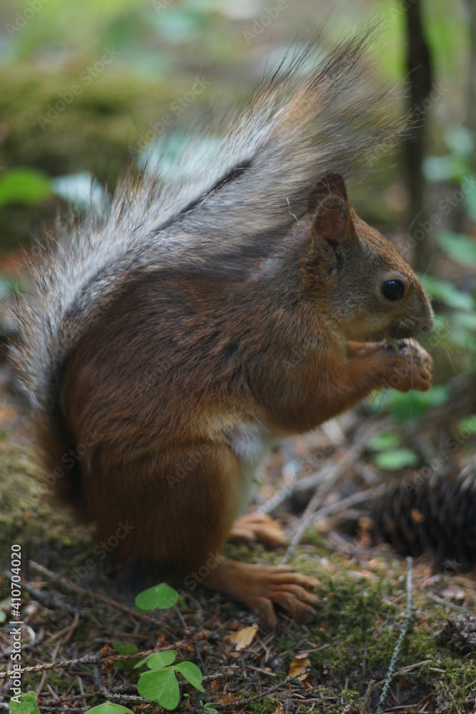 squirrel eating nut squirrel eating nut
