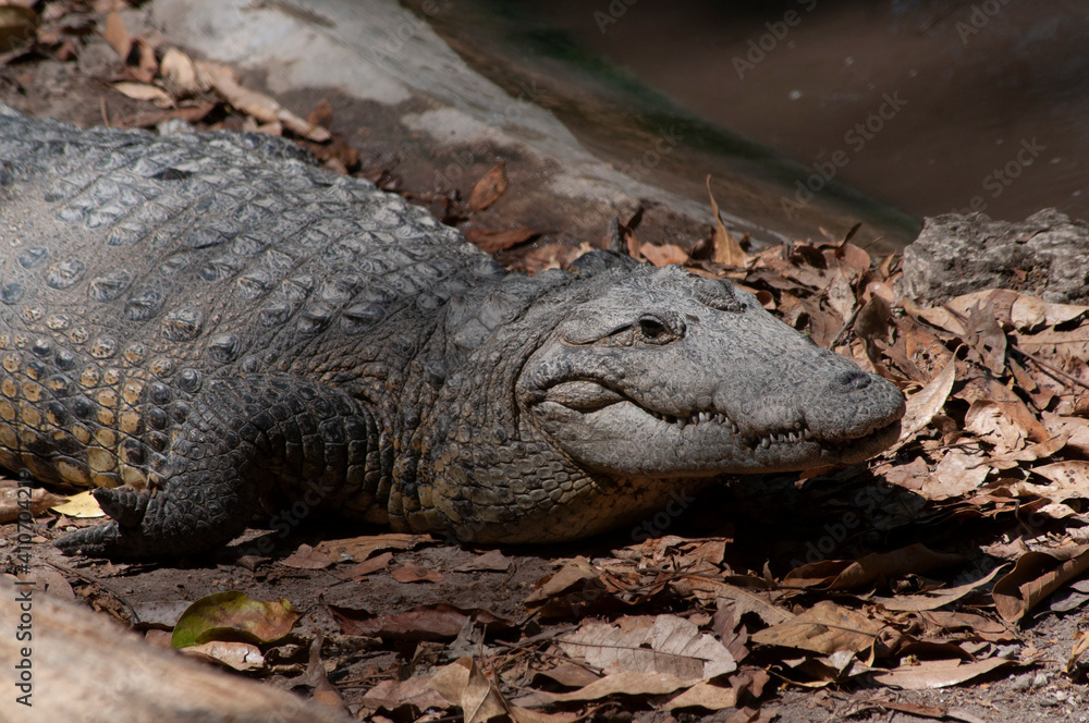 Fototapeta premium cocodrilo