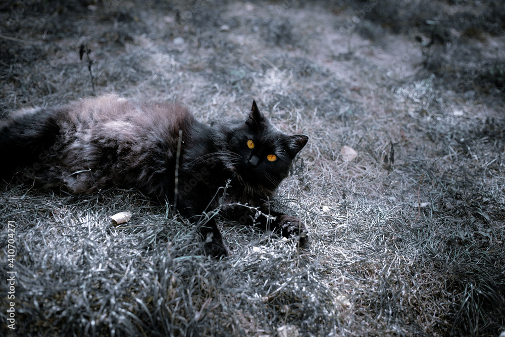 Black cat lying in dry grass. Black cat with bright yellow eyes