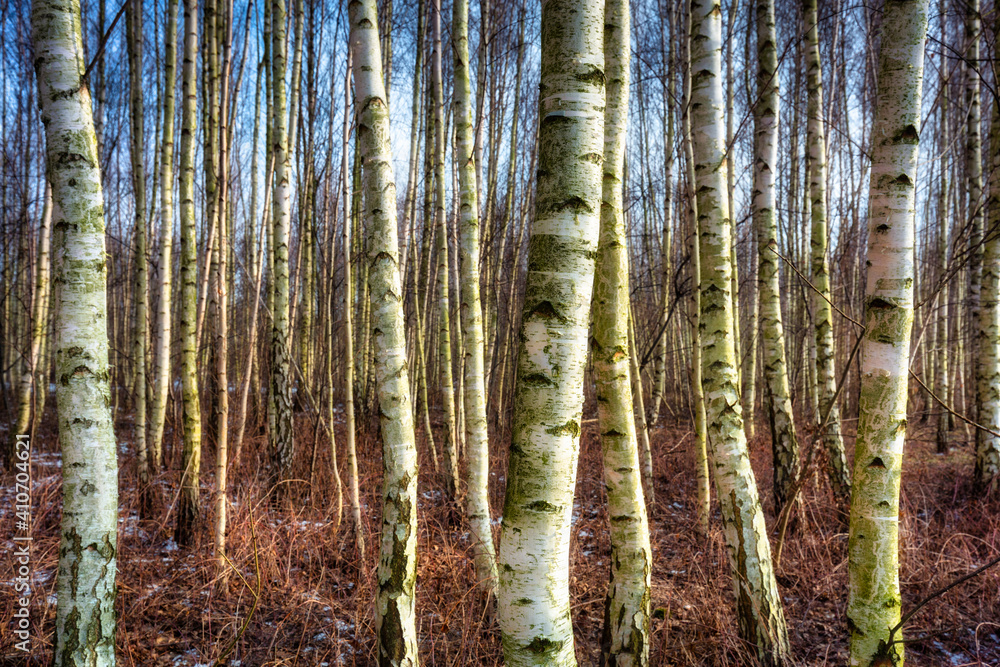 Forest of the birch trees at winter Forest of the birch trees at winter
