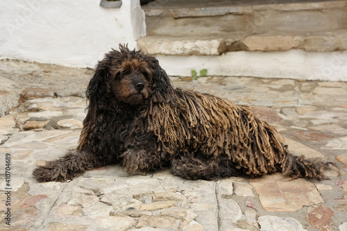 Foto rasta dog portrait