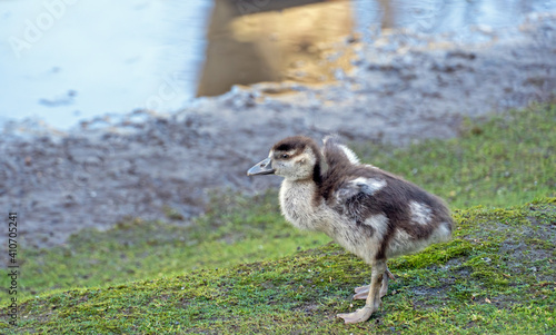 K  ken der Nilgans auf Futtersuche