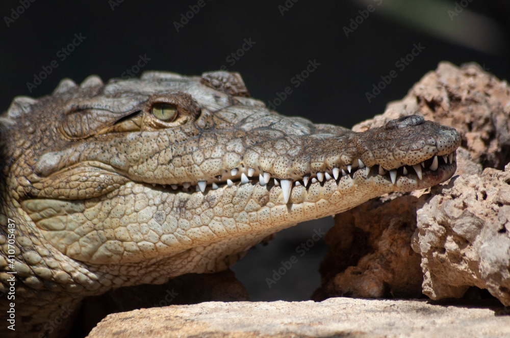 Obraz premium cocodrilo