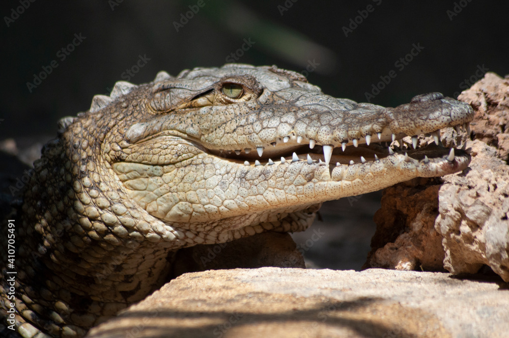 Obraz premium cocodrilo 