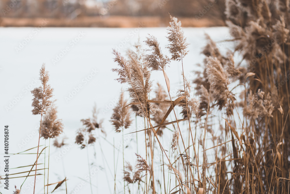 Fototapeta premium lake shore at sunset on winter evening