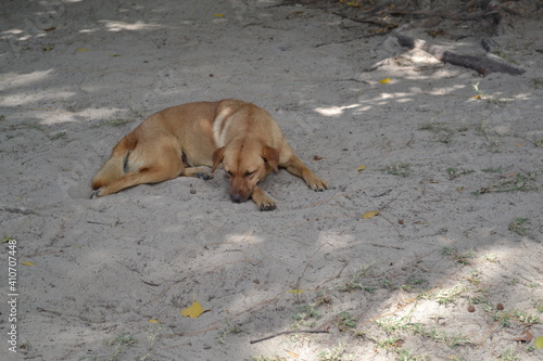 chien sur la plage