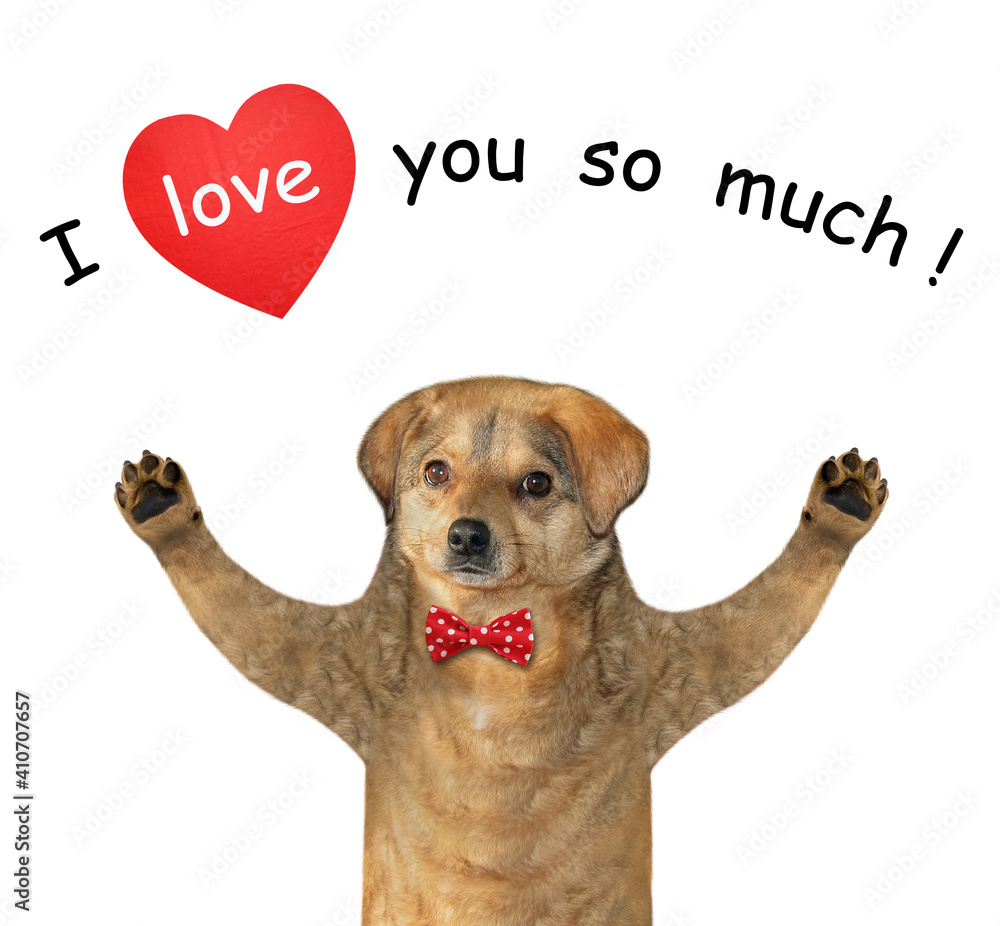 Why Does A Dog Love You So Much