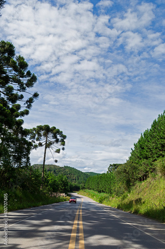 Atlantic forest with araucaria (Araucaria angustifolia) stands out, where there is a railway line BR-246, in the city of Apiaí, São Paulo.