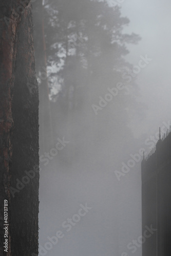 foggy forest behind a black wrought-iron fence
