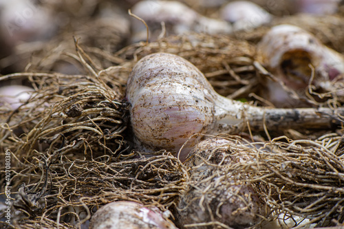 ripe garlic bulbs lie on a wooden surface in the countryside.