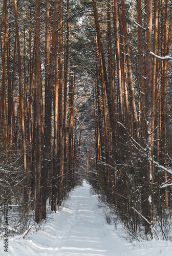 symmetrical snow covered trees in winter forest