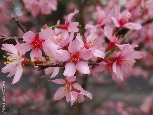 Pink Cherry Blossom