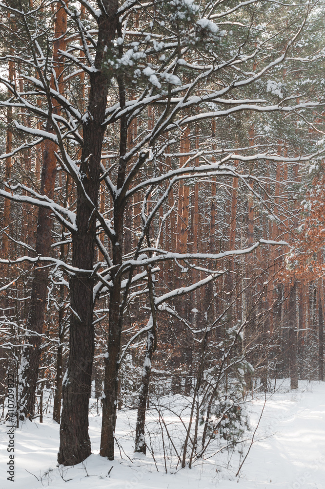Fototapeta premium snow-covered young spruce in the forest