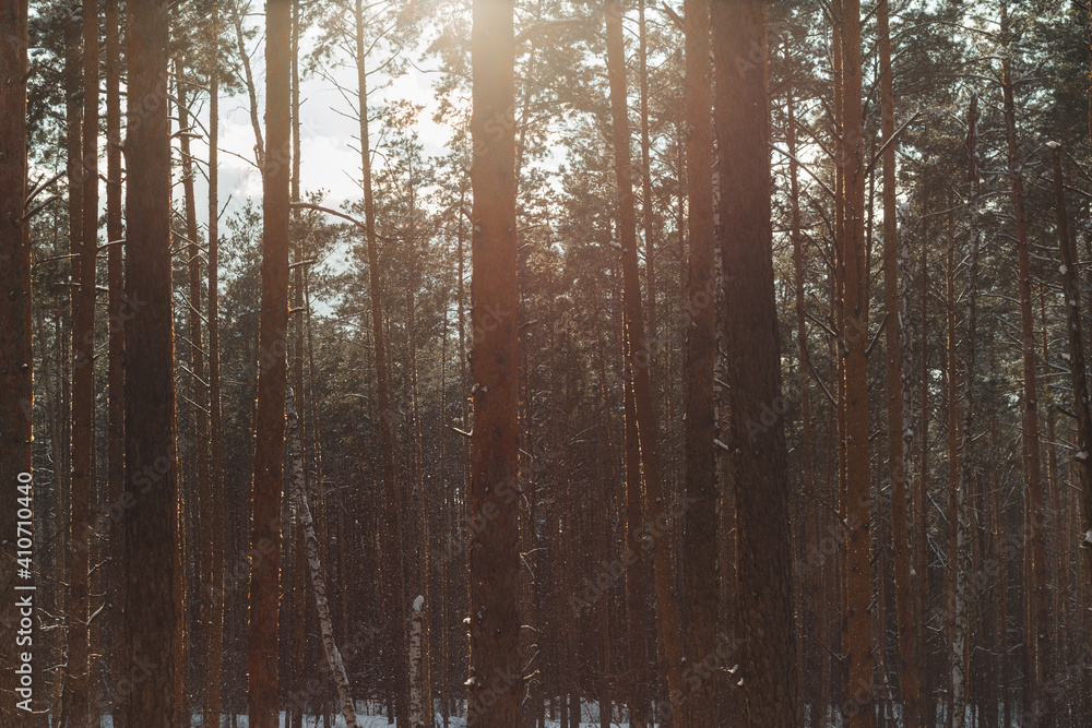 Fototapeta premium snowstorm in a pine forest on a sunset background