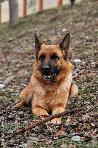 Walk with dog in fresh air. Portrait of black and red German Shepherd. German Shepherd dog lies on green lawn in park and holds tree stick between its front paws.