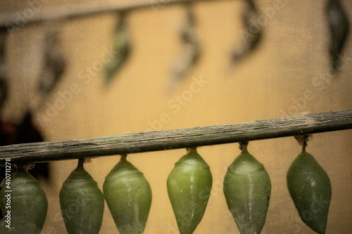 Butterfly Chrysalis Hanging In An Incubator photo