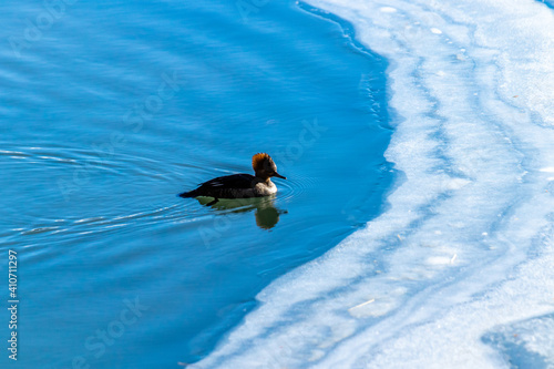 Common Merganzer frolics in the water on Vermillion Lakes. Banff National Park, Alberta, Canada photo