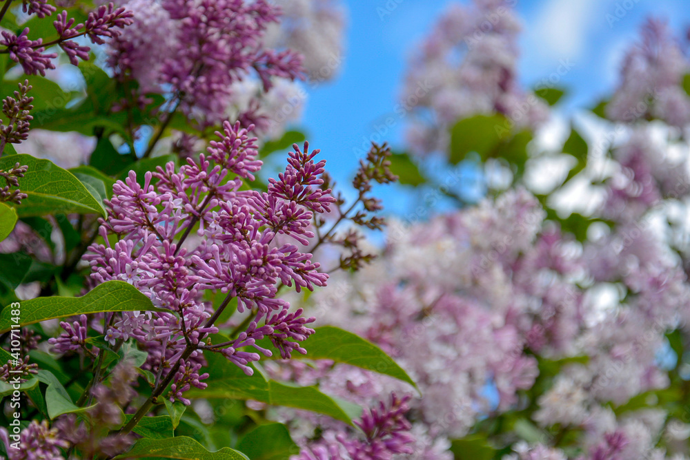 Saint Petersburg Russia June 25 2017. pale pinkish-violet color of lilac flowers. Fragrant violet, pink and white blossoms widely cultivated as an ornamental shrub Saint Petersburg Russia June 25 2017. pale pinkish-violet color of lilac flowers. Fragrant violet, pink and white blossoms widely cultivated as an ornamental shrub