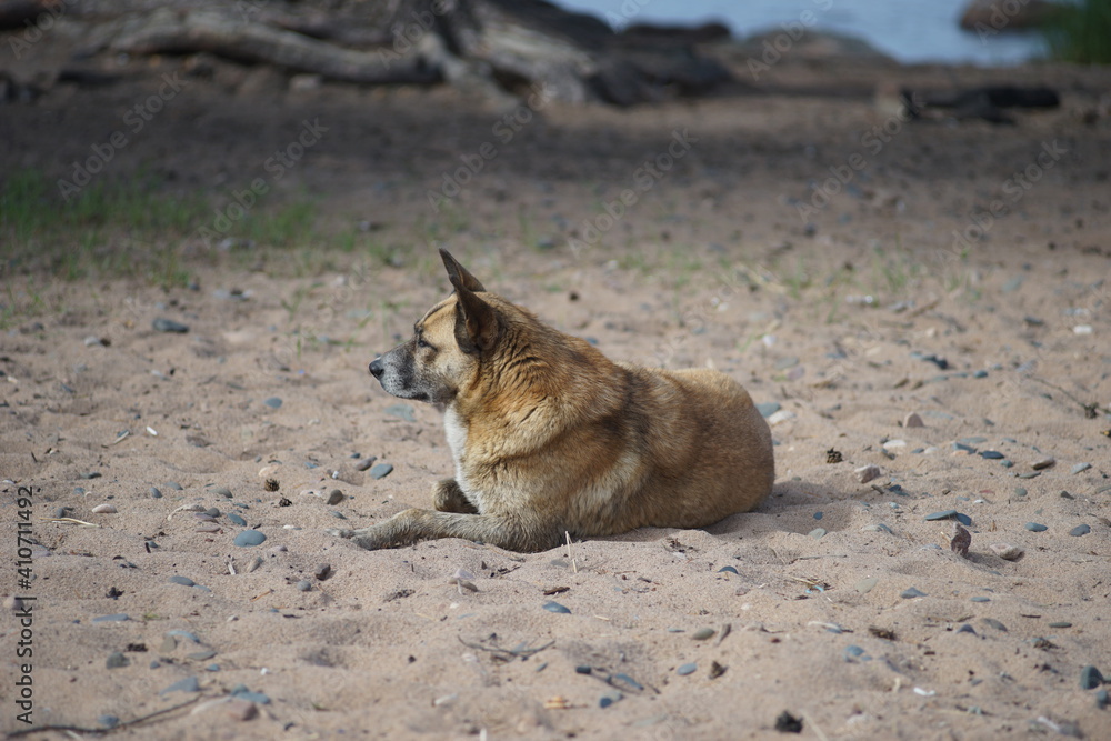 dog on the beach dog on the beach