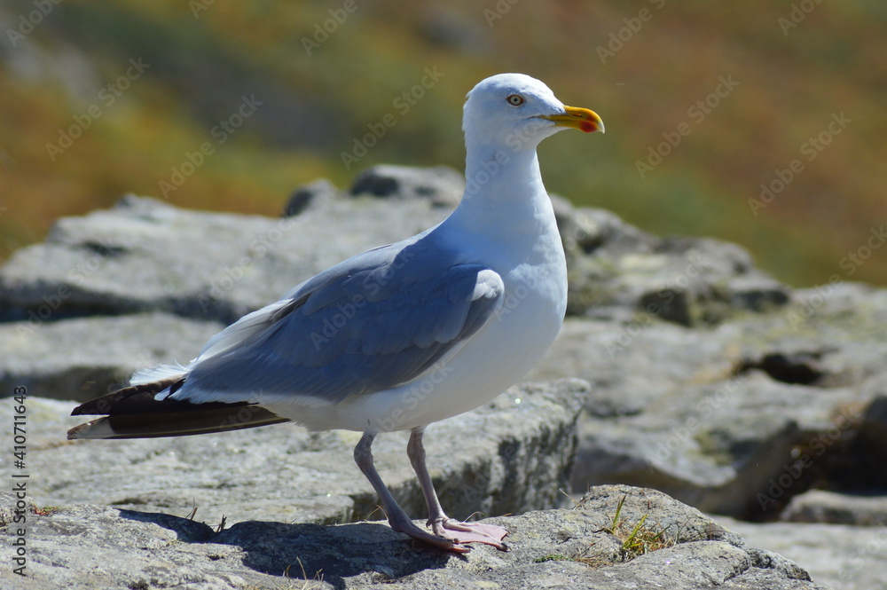 mouette mouette